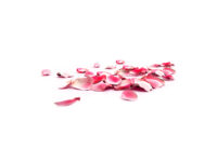 CONFETTI_PETALES_DE_ROSES_01