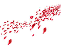 CONFETTI_PETALES_DE_ROSES_02